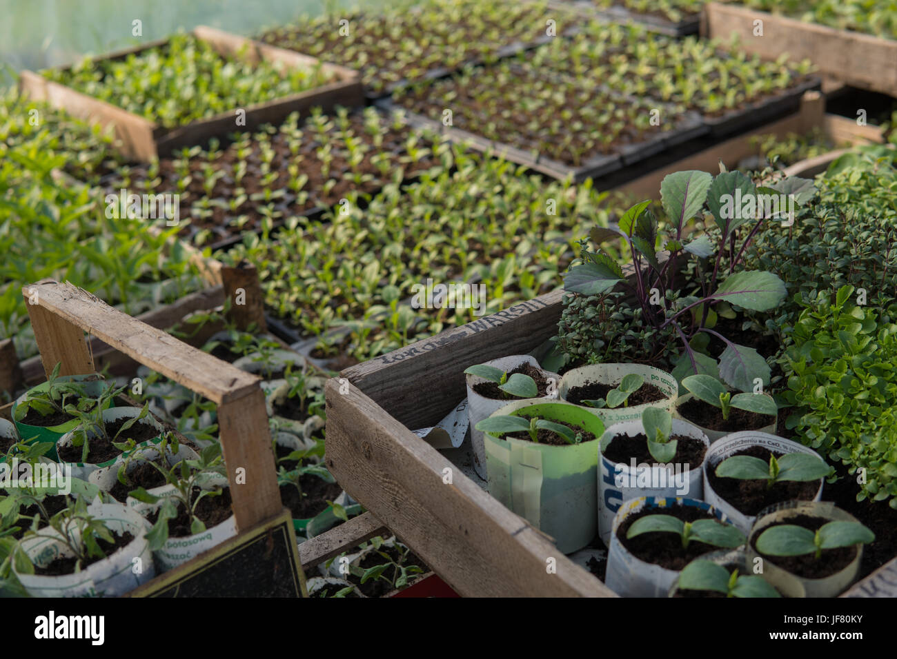 a lot of different small green plants growing inside of a greenhouse ...