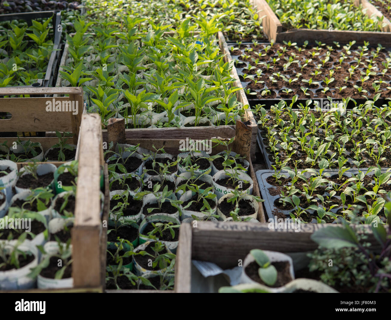 a lot of different small green plants growing inside of a greenhouse ...