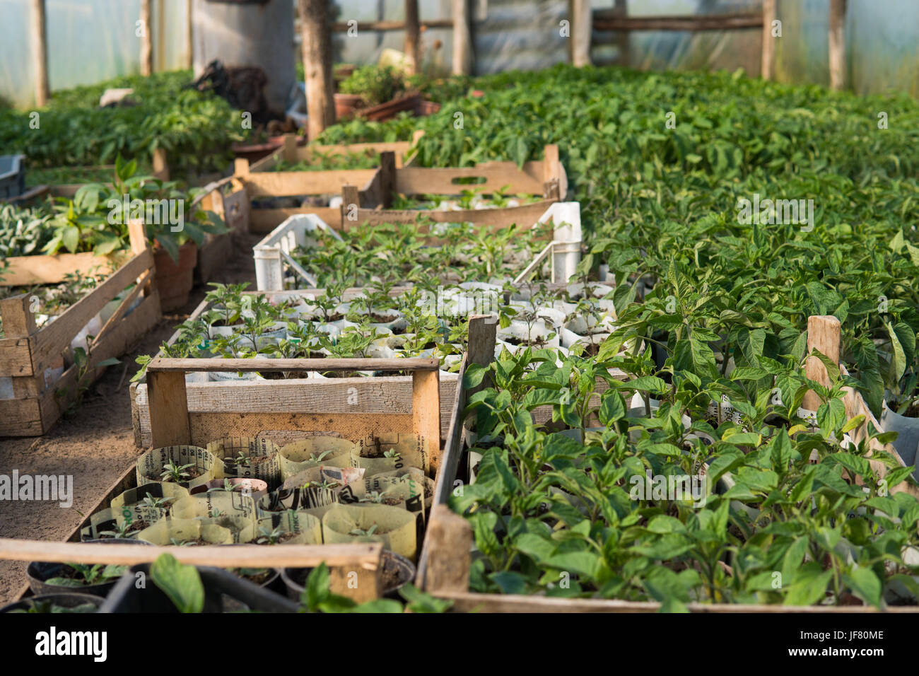 a lot of different small green plants growing inside of a greenhouse ...