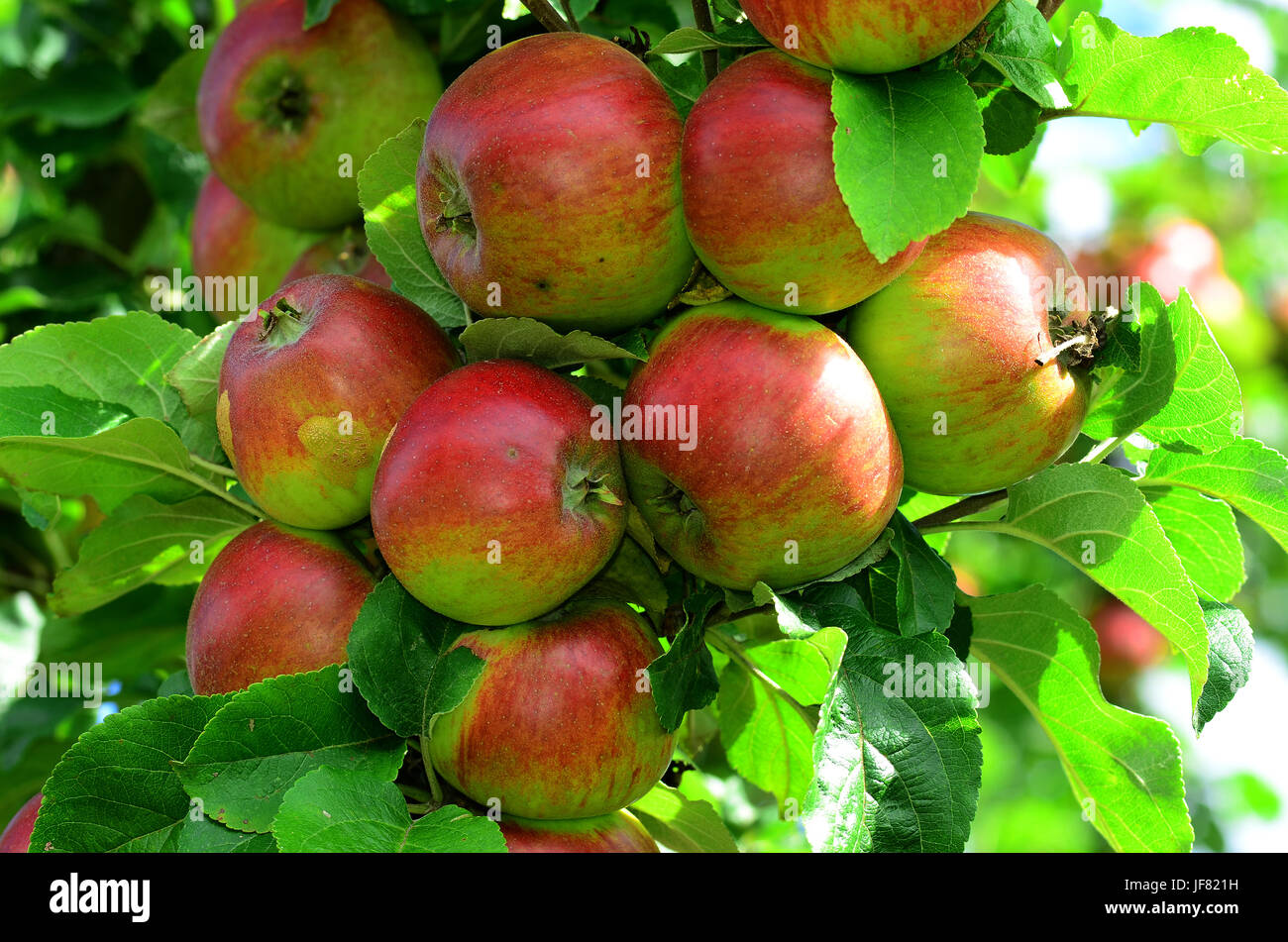 apple, appletree, fruit Stock Photo Alamy