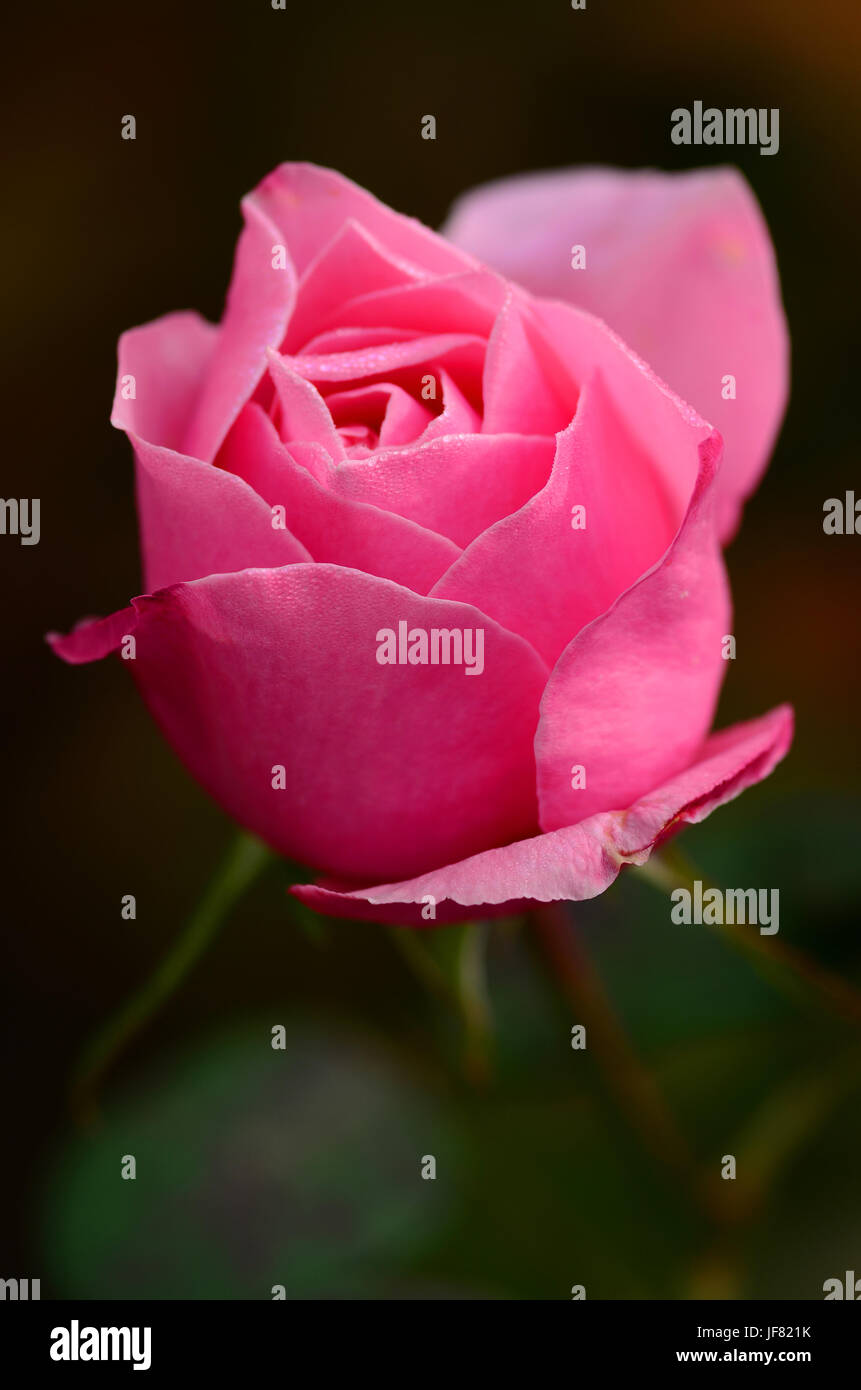 rose, rose bloom, rose blossom, Stock Photo
