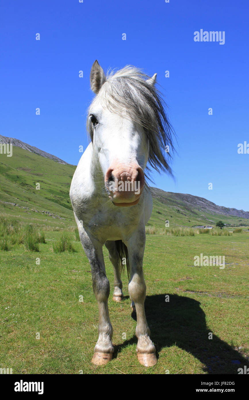 Welsh Mountain Pony in Nanat Ffrancon Valley, Snowdonia, Wales Stock Photo