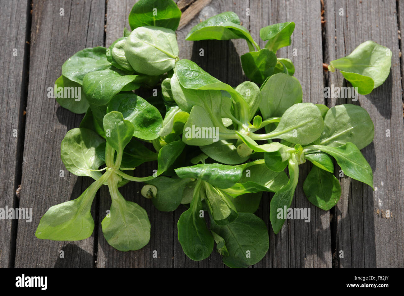 Valerianella locusta, Corn salad Stock Photo