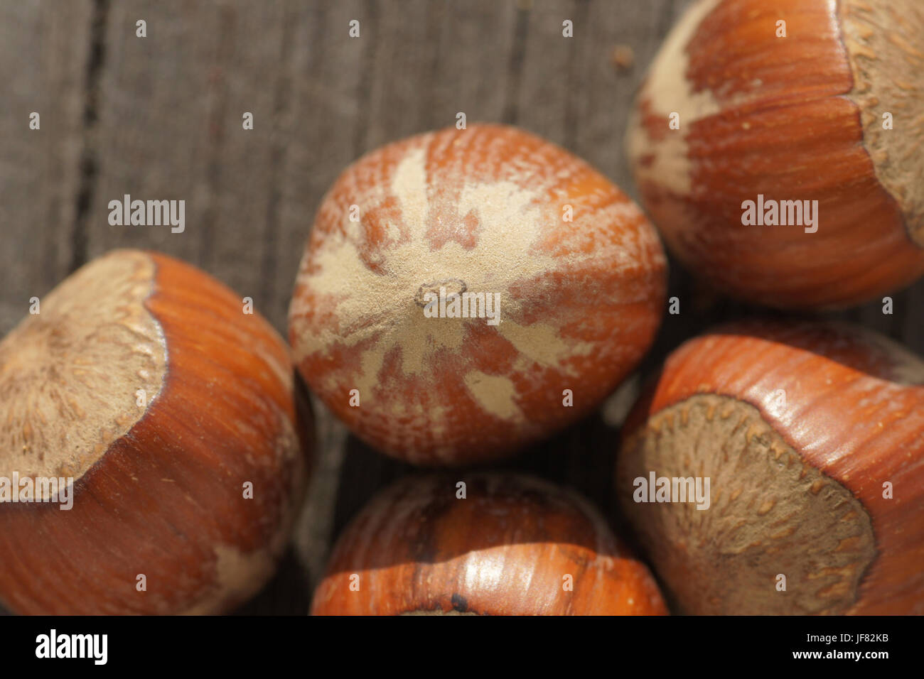 Corylus avellana, Hazel nut Stock Photo