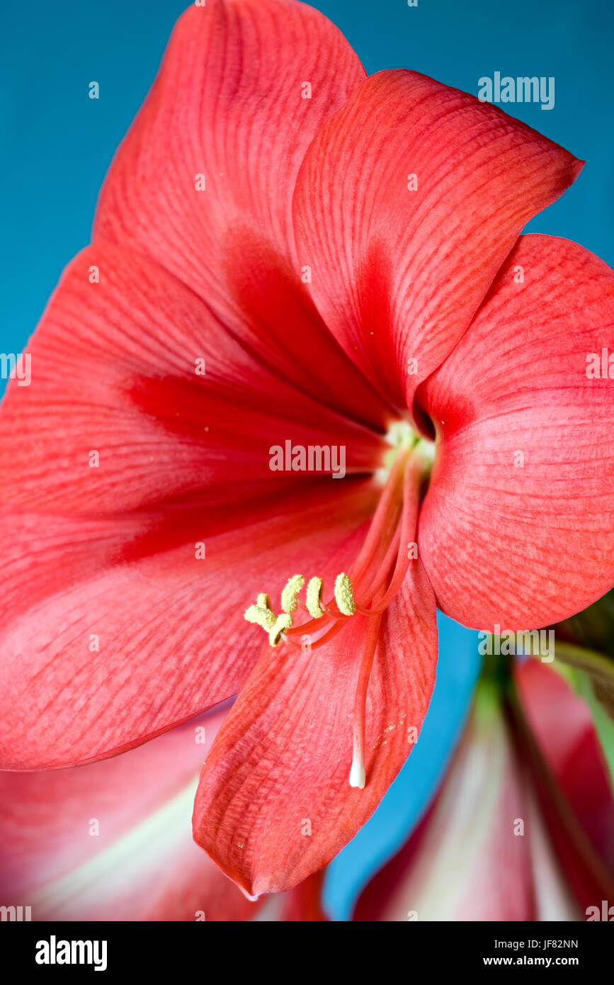 Hippeastrum cultivar,red, close-up Stock Photo