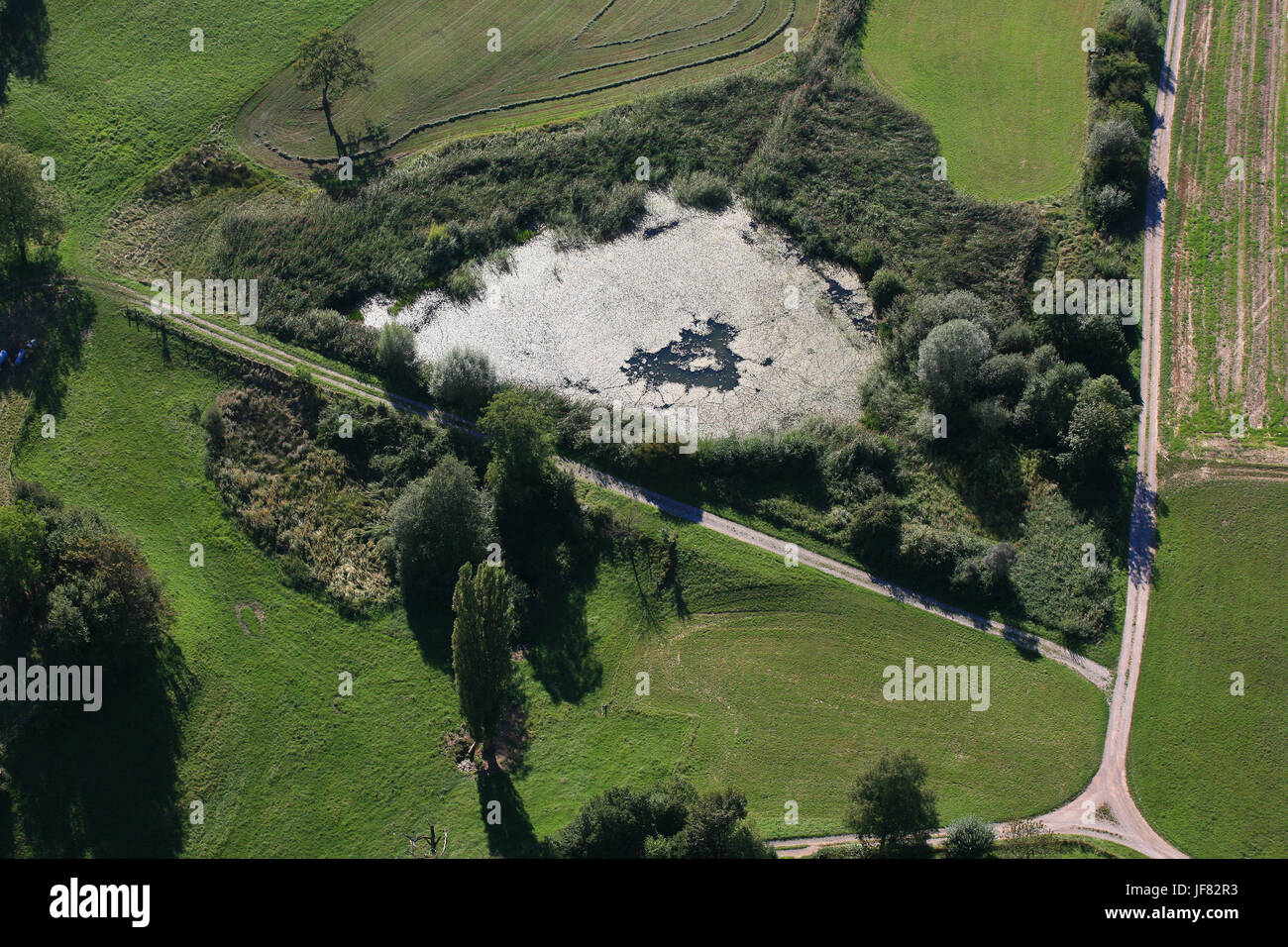 Pond with plants, biotope Stock Photo