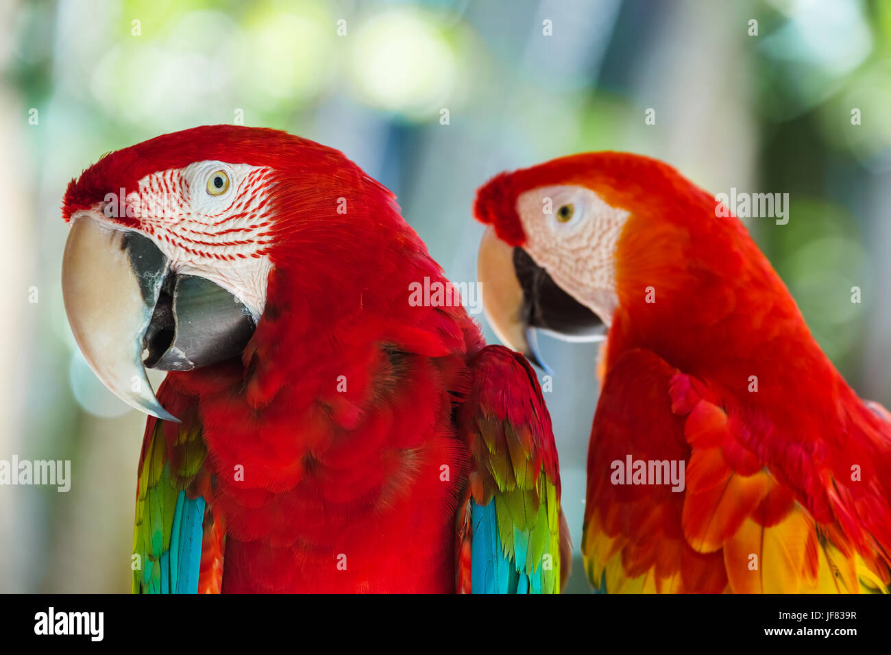 Parrots in Bali Island Indonesia Stock Photo
