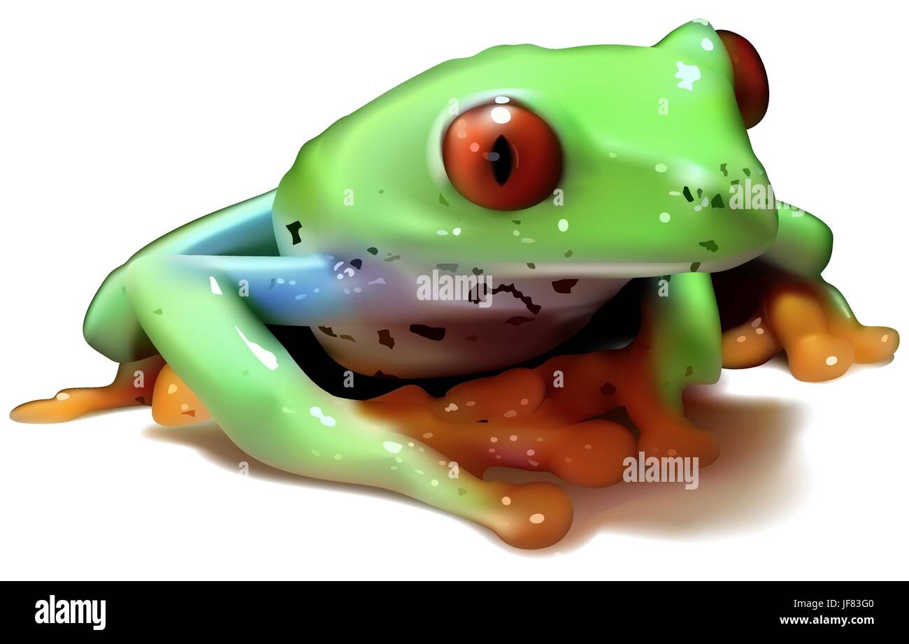 Red-eyed Tree Frog Stock Vector