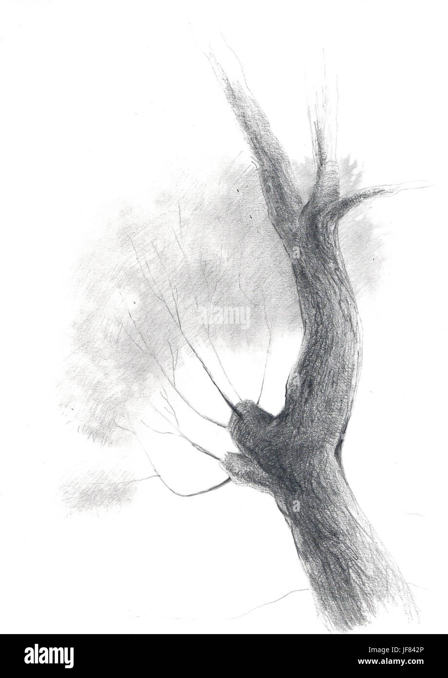 Willow trunk drawn in pencil. Stock Photo
