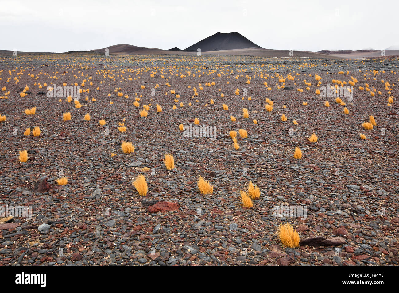Puna landscape hires stock photography and images Alamy