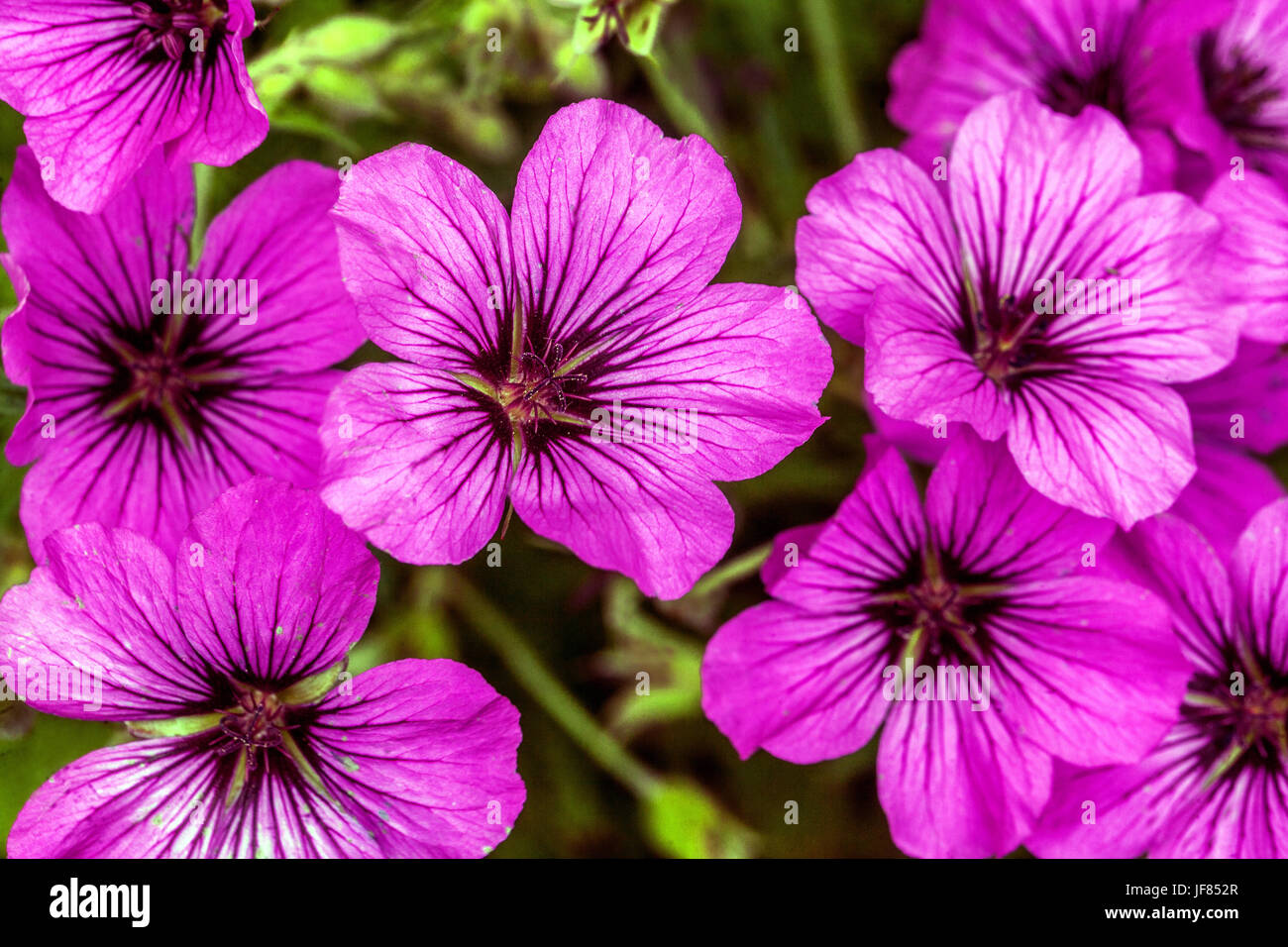Geranium Patricia, Close up flower, Cranesbill, Cranesbills Stock Photo