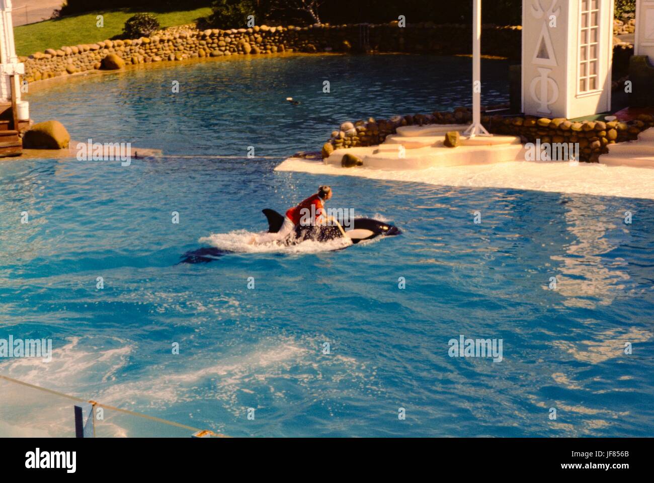 A trainer rides on the back of an orca during a shower at Seaworld, San Diego, California, 1975. Stock Photo