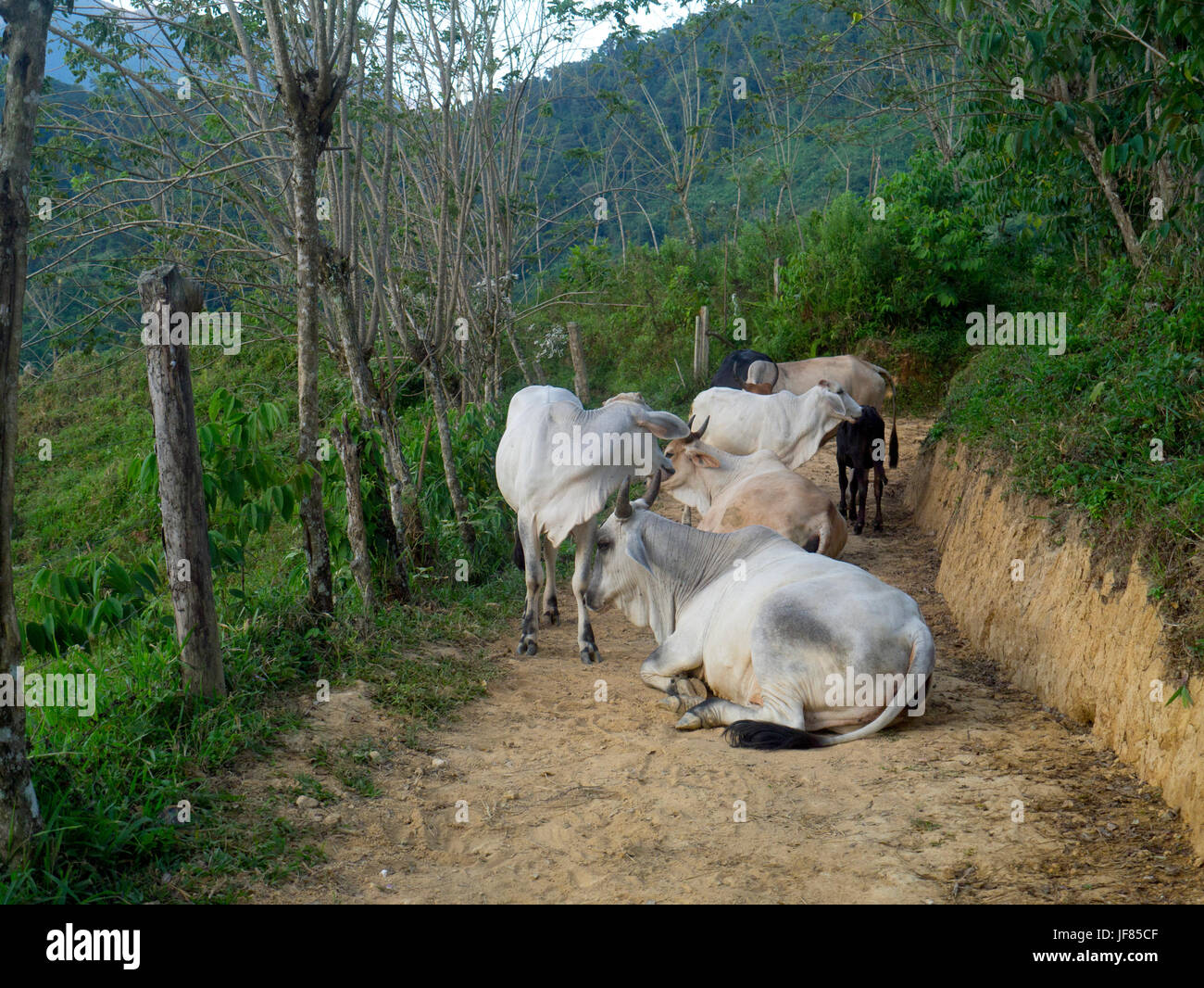 The trek to the Lost City, Sierra Nevada, Colombia, cows on path Stock Photo