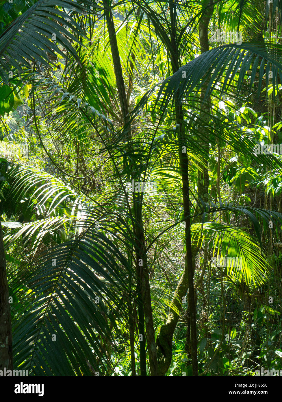 The trek to the Lost City, Sierra Nevada, Colombia, palm fronds from the path Stock Photo