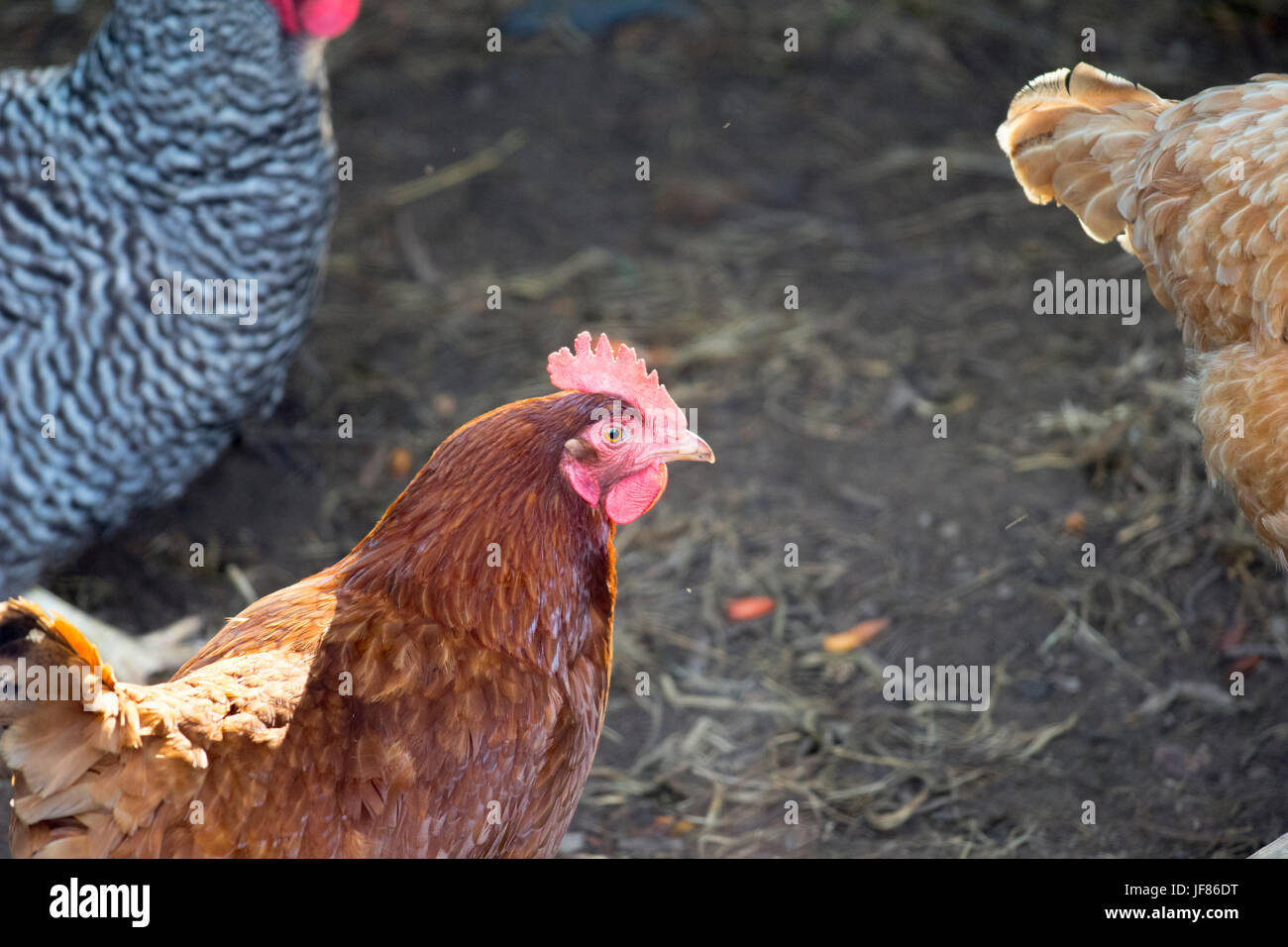 Hens walk in their chicken coop in rural Maryland. Plymoth Rock