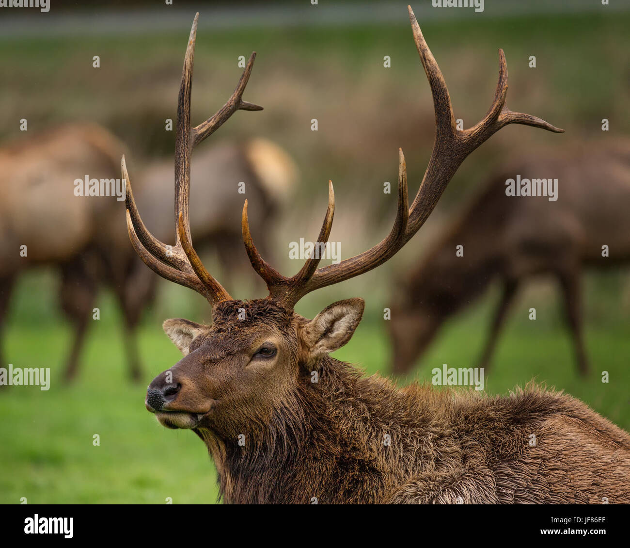 Elk with antlers hi-res stock photography and images - Alamy