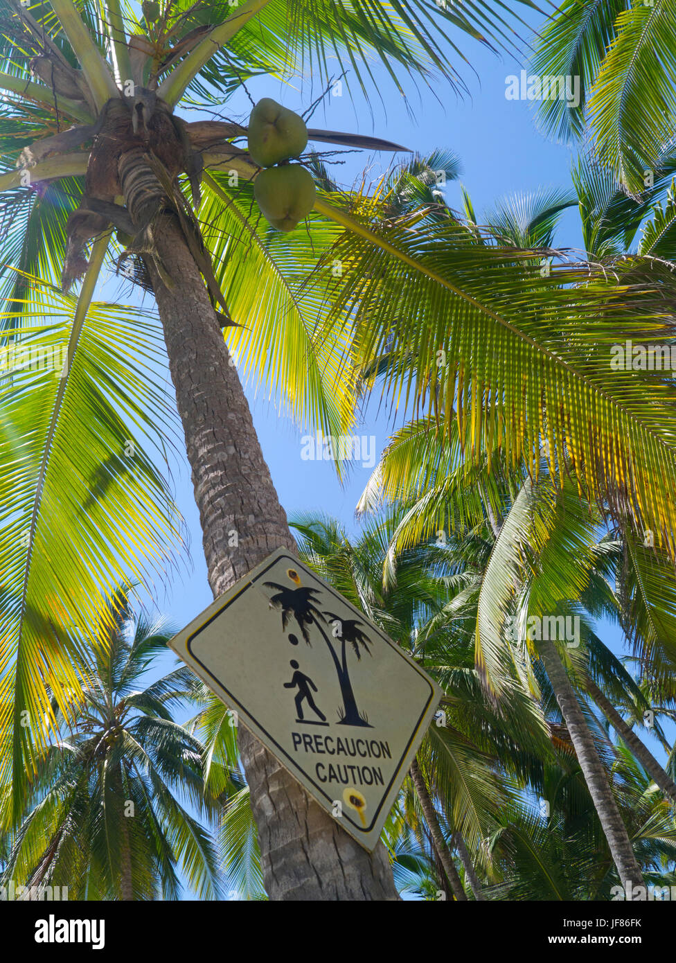 Falling coconuts hires stock photography and images Alamy