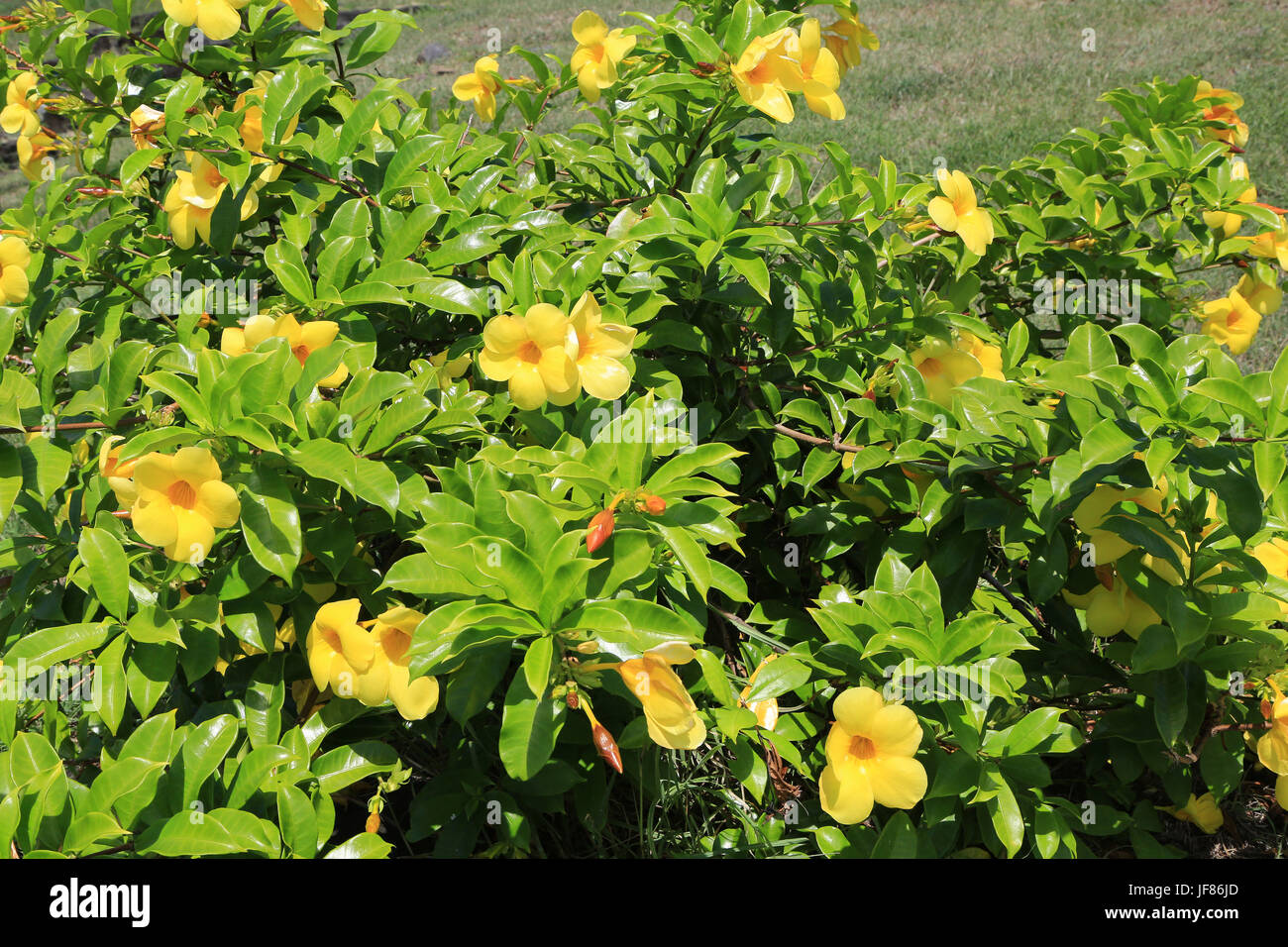 Golden trumpet, Allamanda cathartica Stock Photo