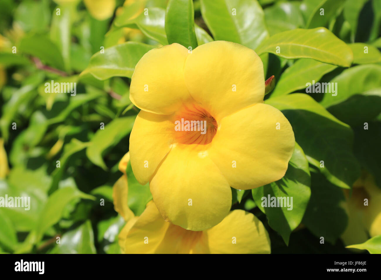 Golden trumpet, Allamanda cathartica Stock Photo