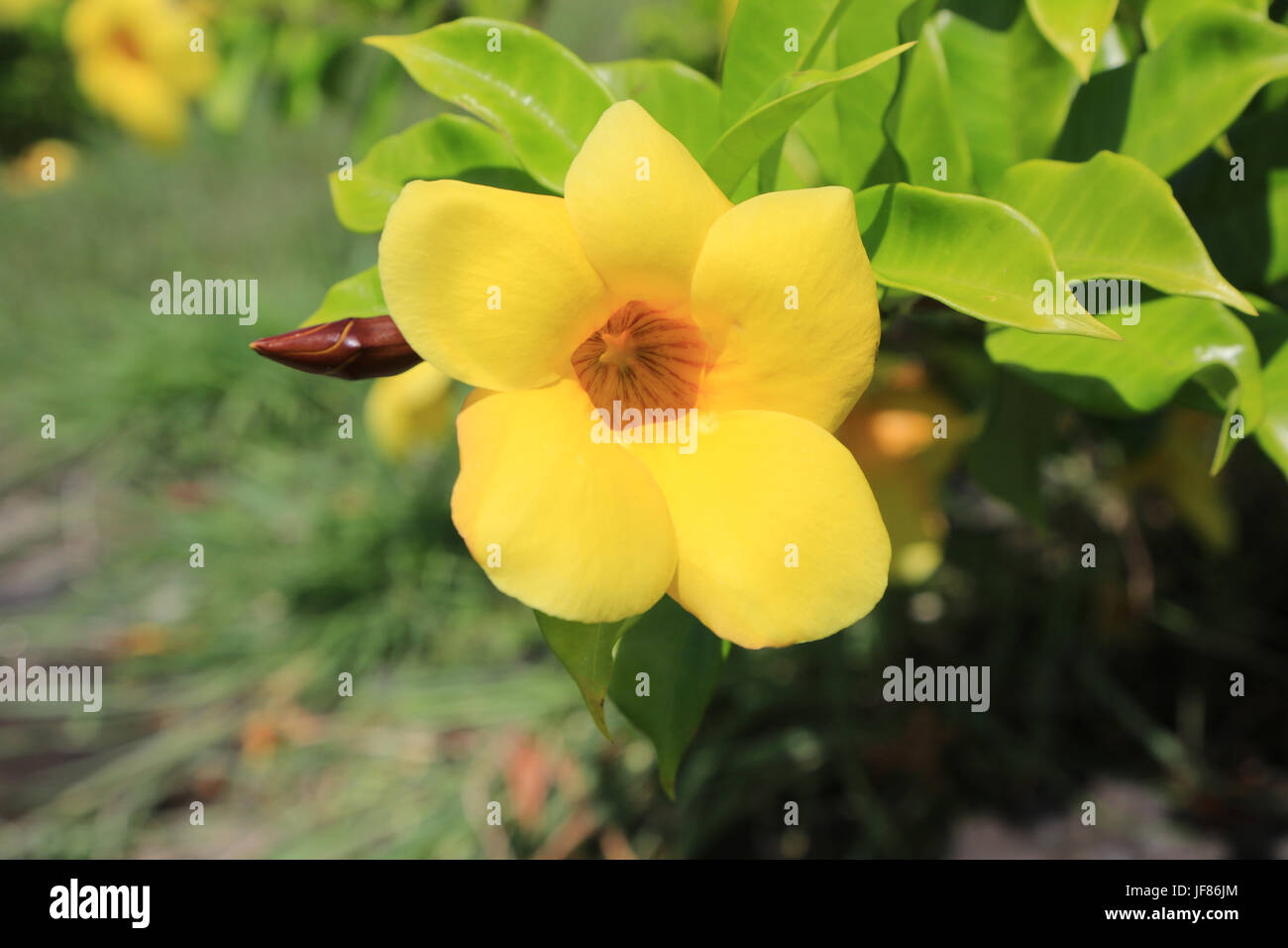 Golden trumpet, Allamanda cathartica Stock Photo