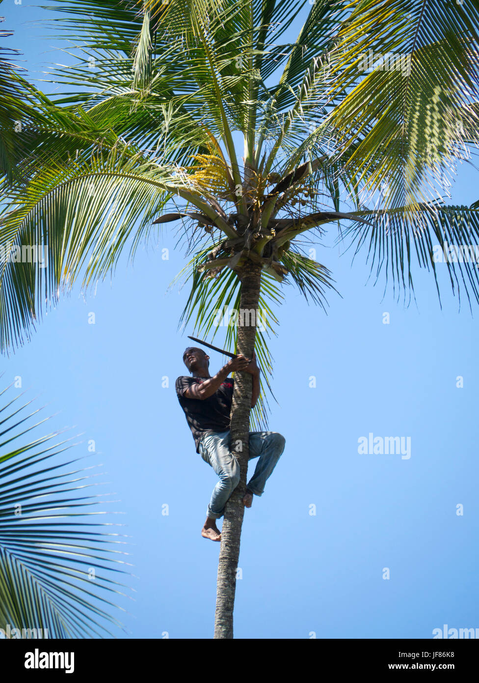 Man climbing palm tree with knife to harvest coconuts, Colombia Stock Photo