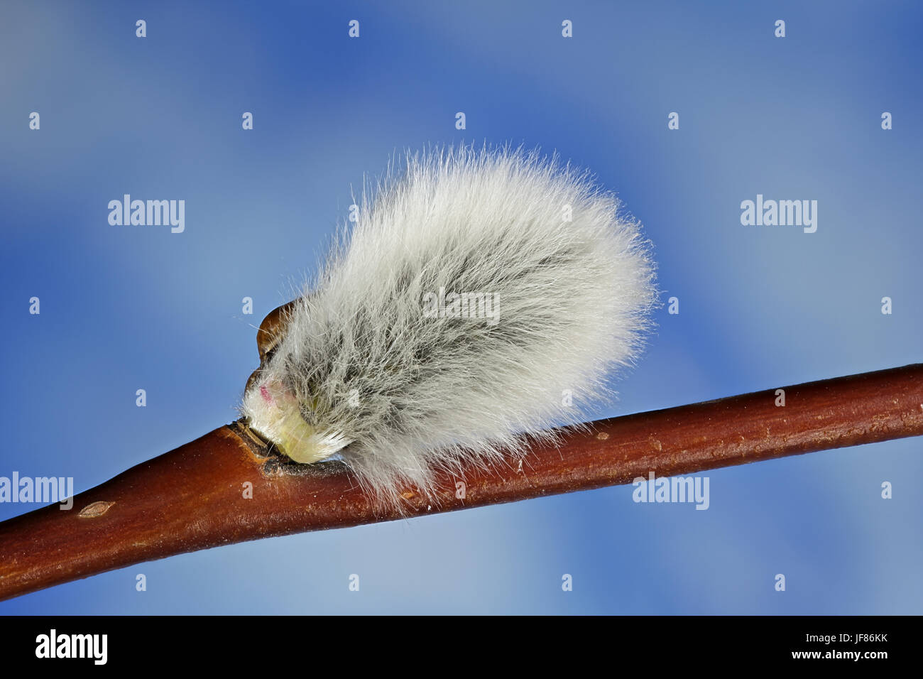 Catkin of Tea-Leaved Willow ( Salix phylicifolia) Stock Photo
