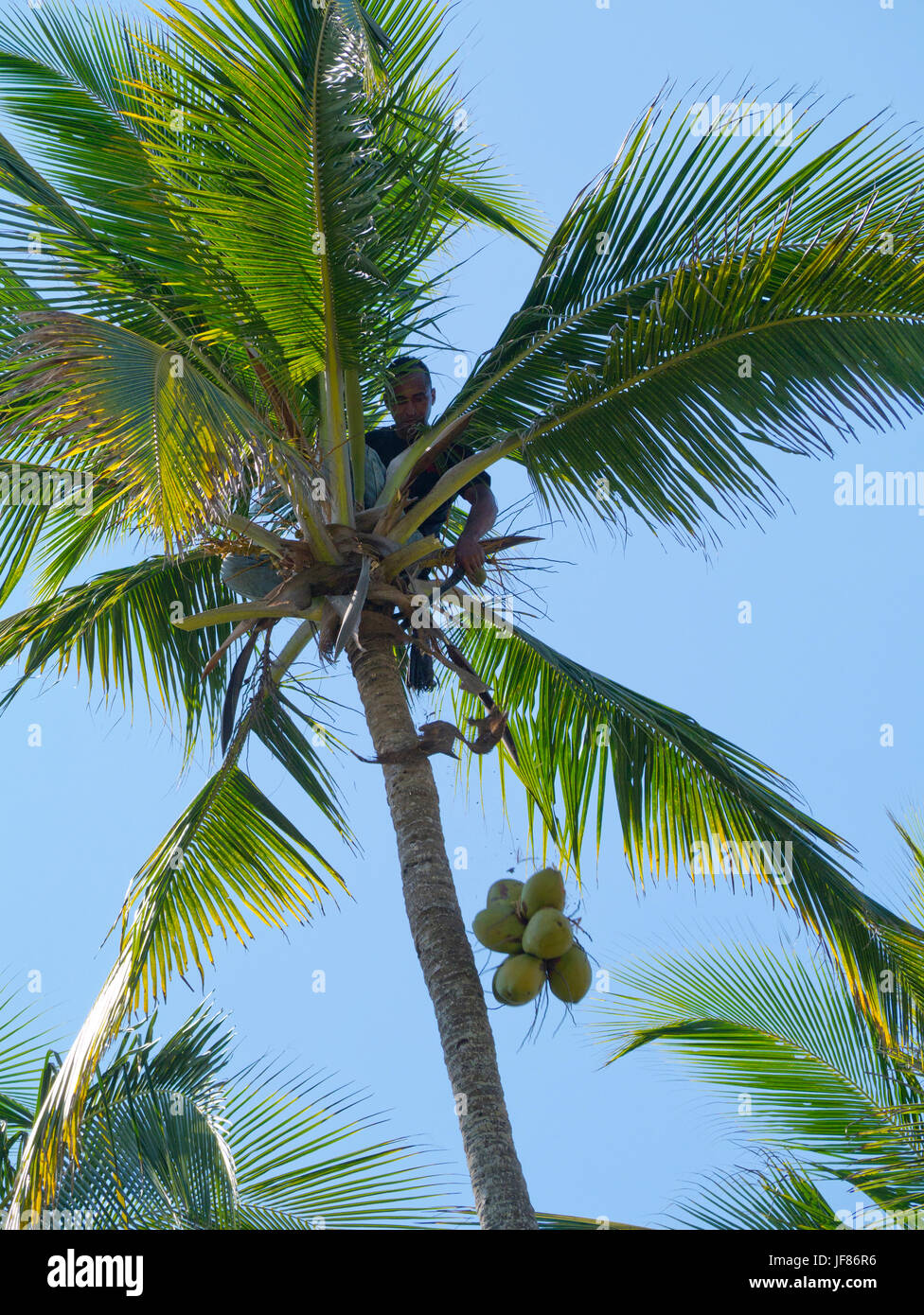 Coconuts being harvested in Colombia by man with knife up palm tree, coconuts in mid-air Stock Photo