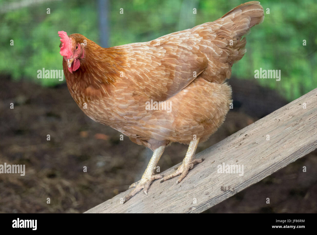 A Rhode Island Red hen walks down a ramp in a chicken coop on a small