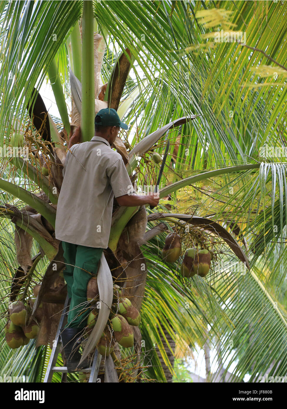 Coconut palm, harvest Stock Photo