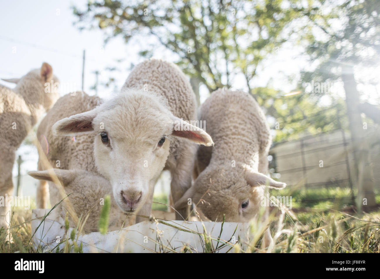 Lambs at the Feeding Pen Stock Photo