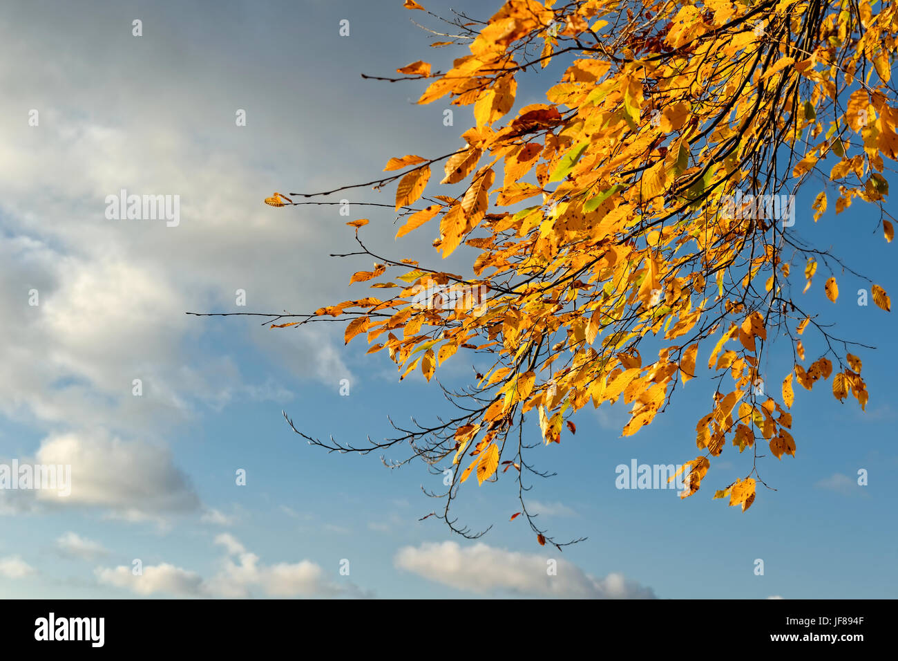 branch of a beech in autumn Stock Photo