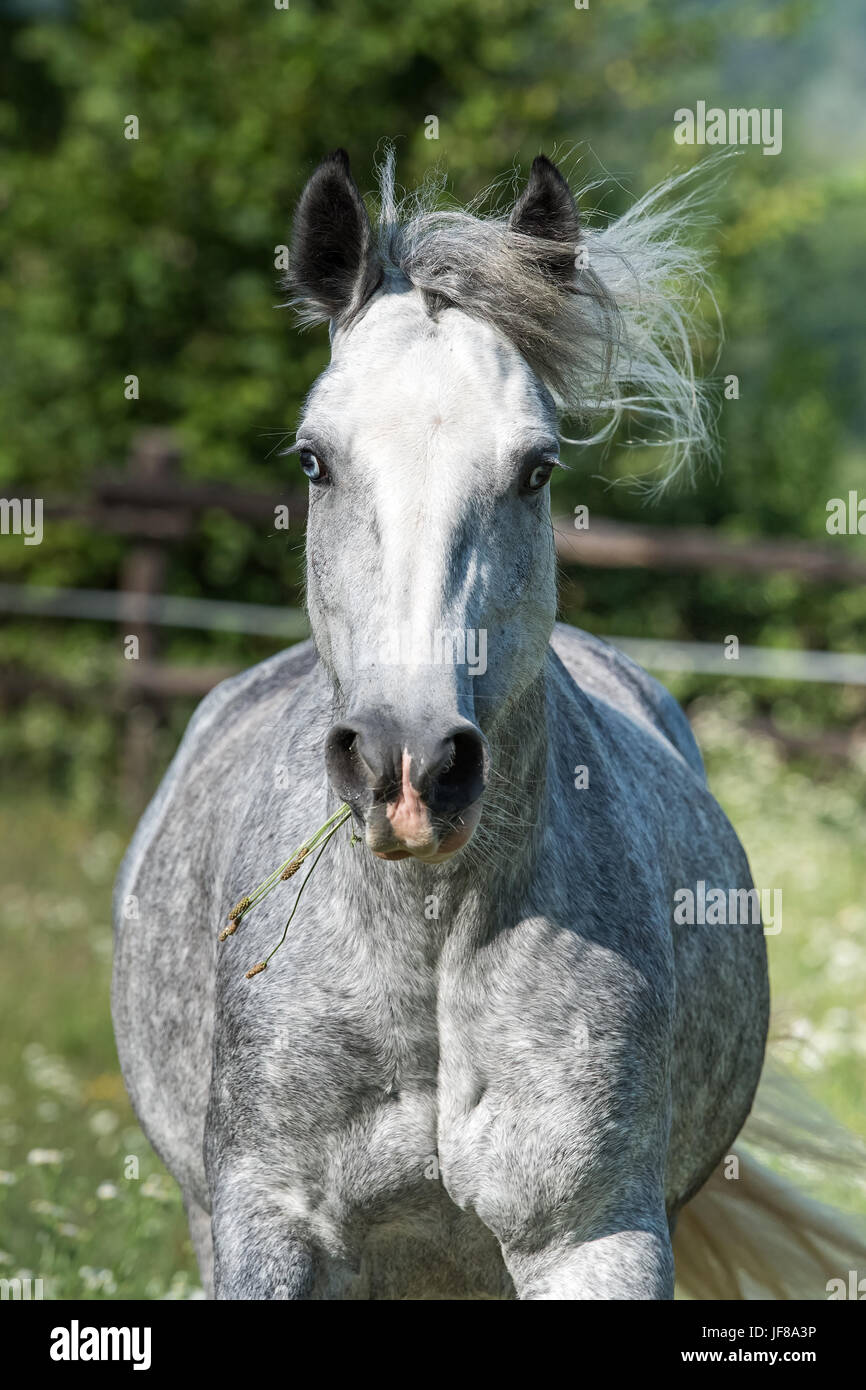 Portrait of Gypsy Cob at canter Stock Photo
