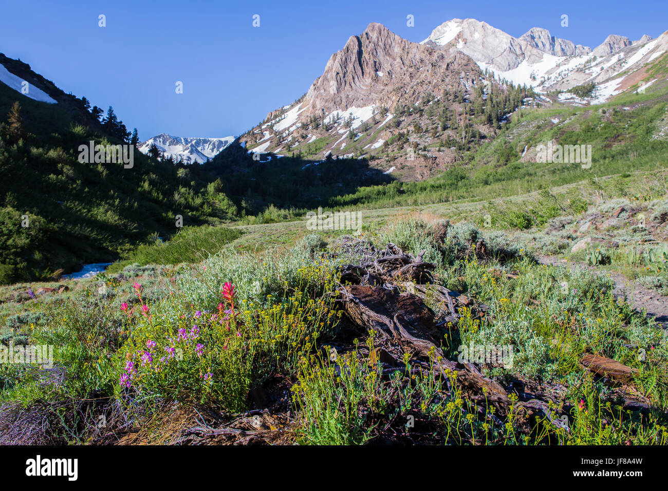 Wildflowers and sunny vivid colors during spring 2017 on the trail up through McGee creek canyon  in the eastern Sierra Nevada mountains California Stock Photo