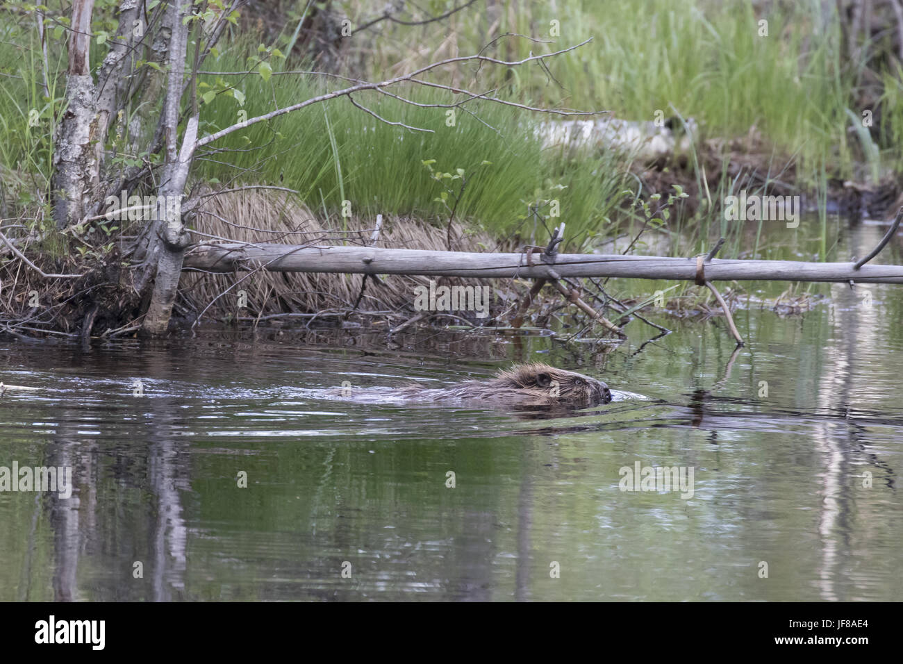 beaver swimming in swamp Stock Photo Alamy