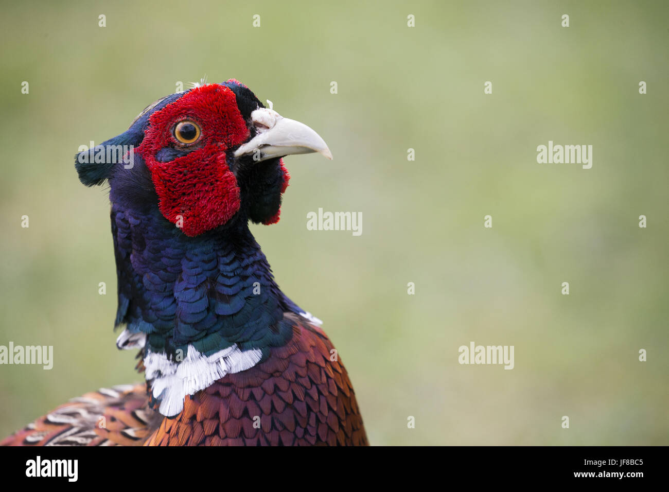pheasant male head Stock Photo