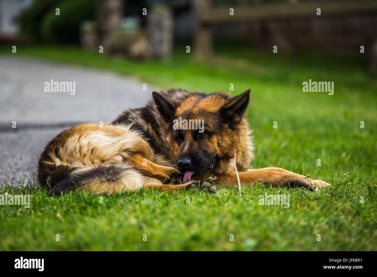 German Shepherd dog (Canis lupus familiaris) lying on the grass and licking its paw. Stock Photo