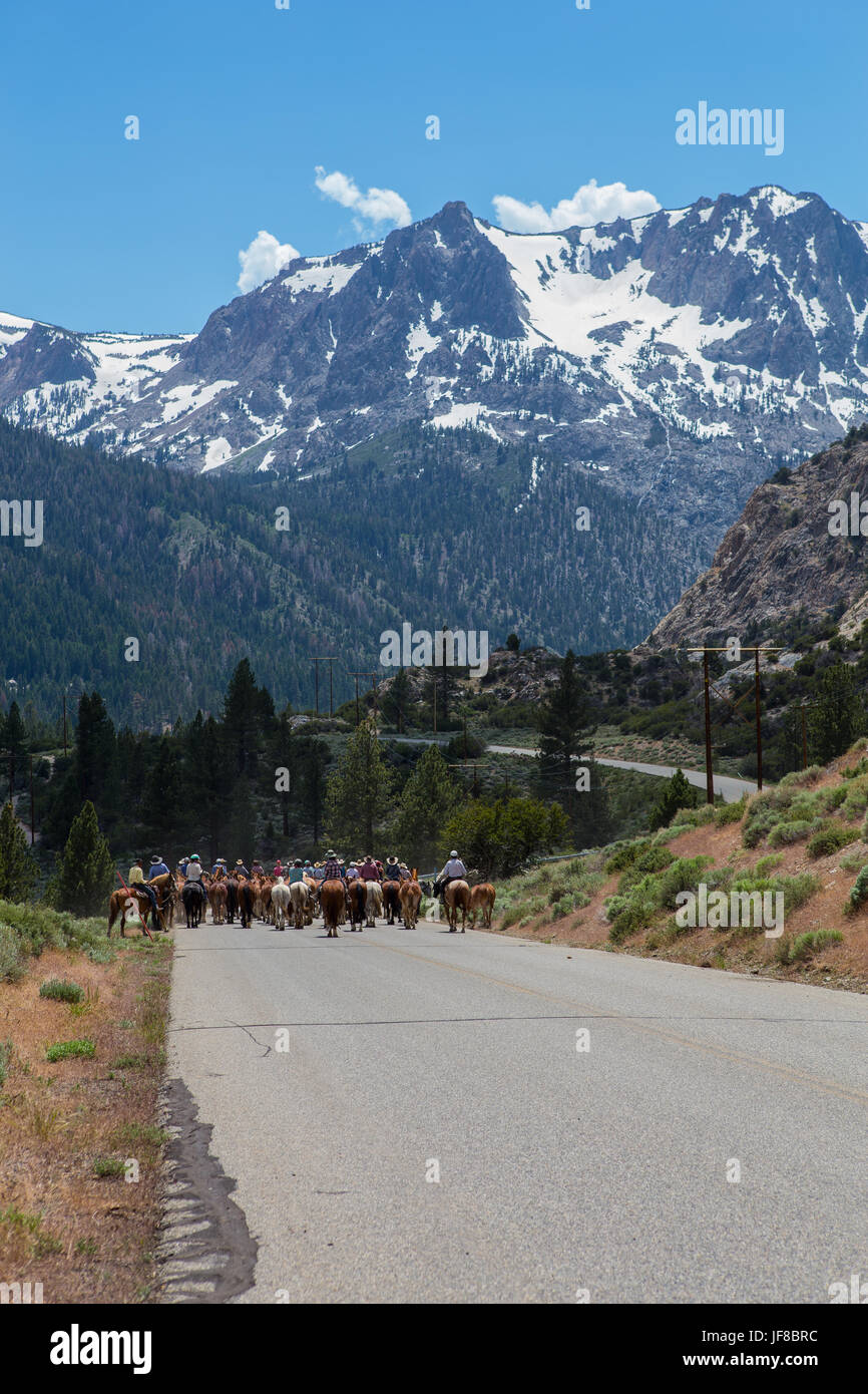 Cowgirls riding horses hires stock photography and images Alamy
