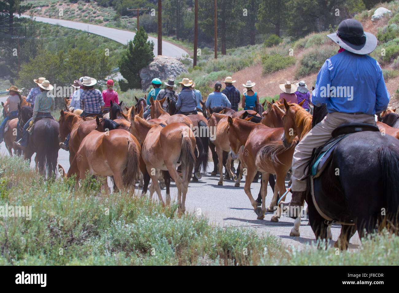 Cowboys cowgirls and wranglers of frontier pack train herd their horses