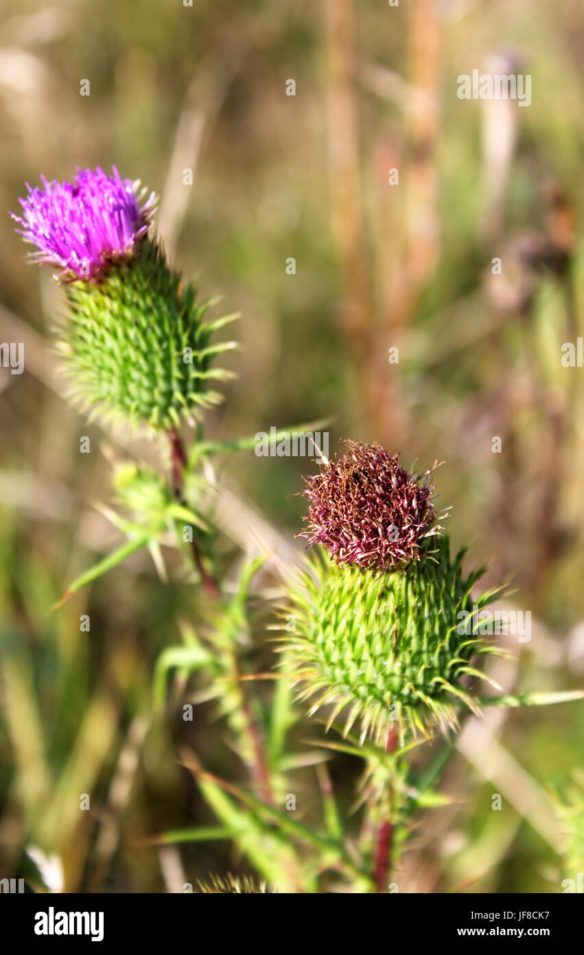 Flowering thistle close up in the soft light Stock Photo