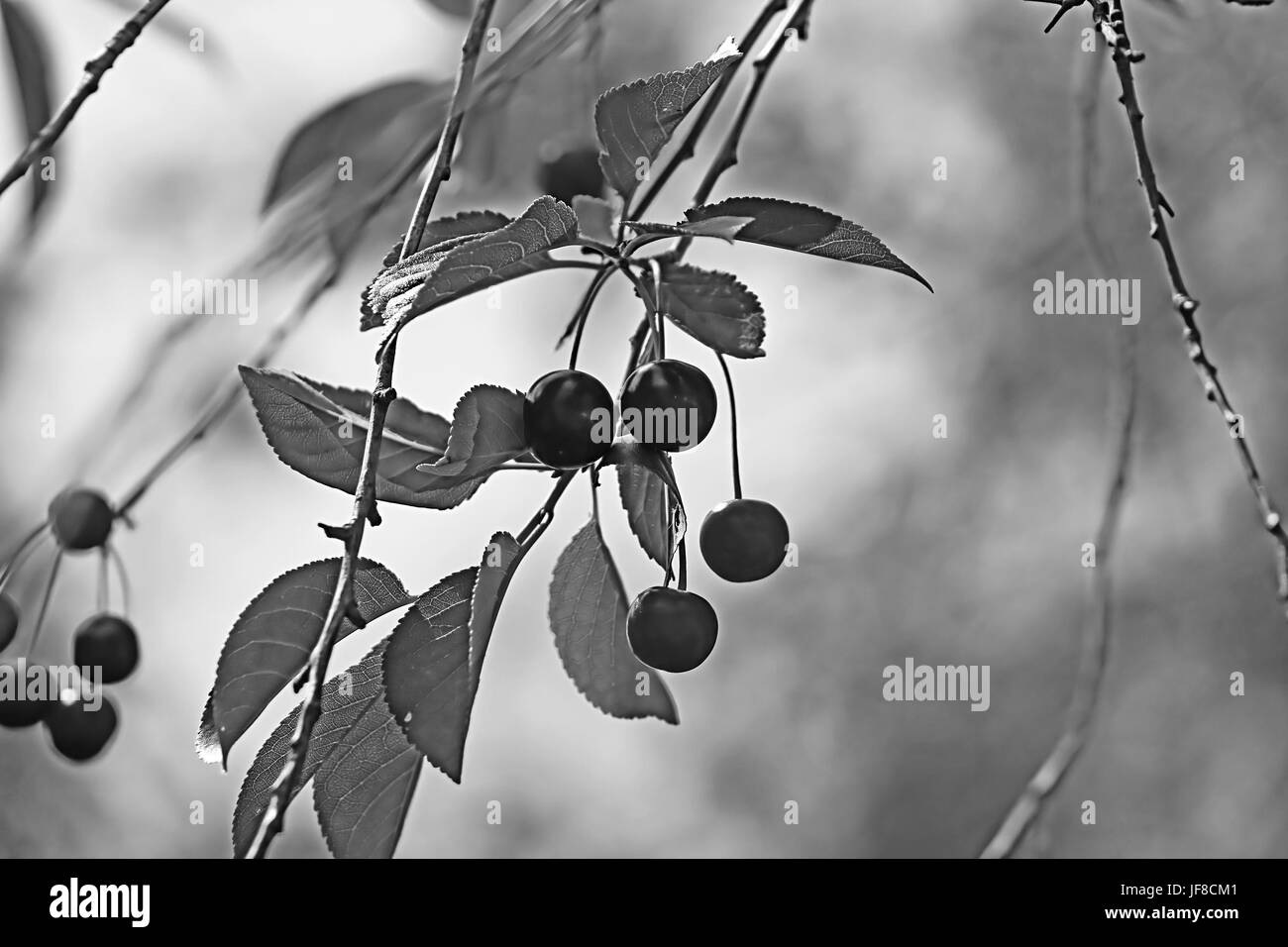 Closeup tasty red cherries Black and White Stock Photos & Images - Alamy