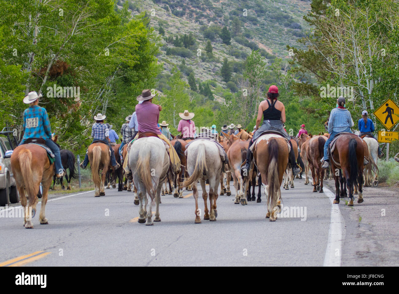 Cowboys cowgirls and wranglers of frontier pack train herd their horses