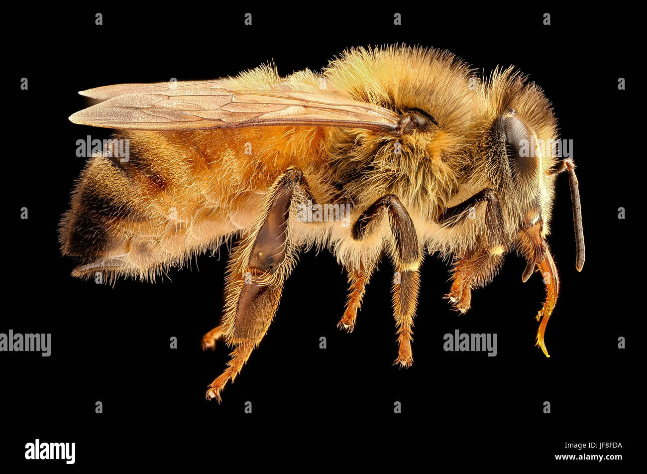 a-close-up-of-an-apis-mellifera-honeybee-taken-at-beltsville-maryland