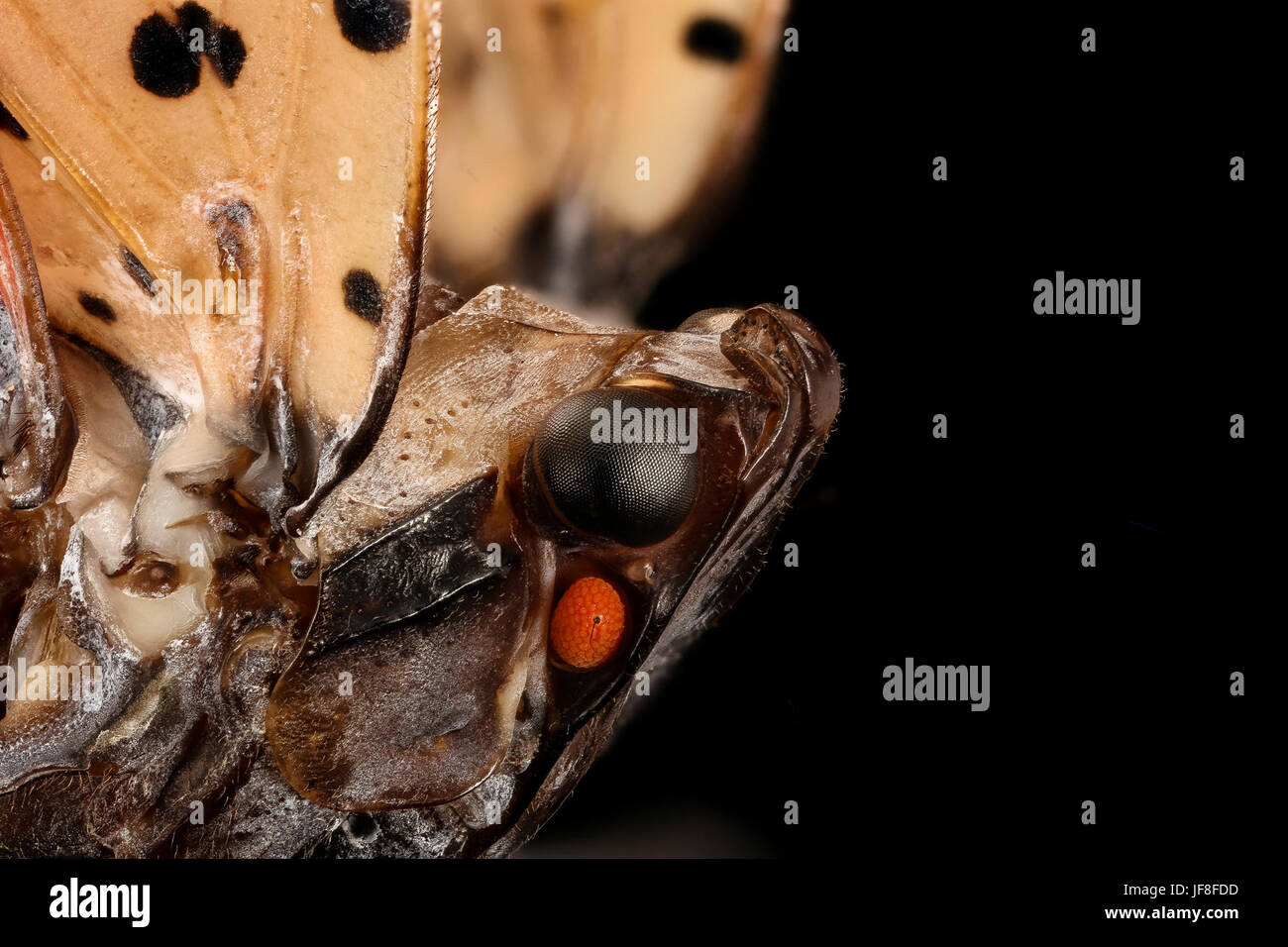 The Spotted Lanternfly (Lycorma delicatula), an invasive species native to Asia, is shown in a close-up shot. This pest, observed in Pennsylvania, poses a threat to local ecosystems by damaging crops and plants. Stock Photo