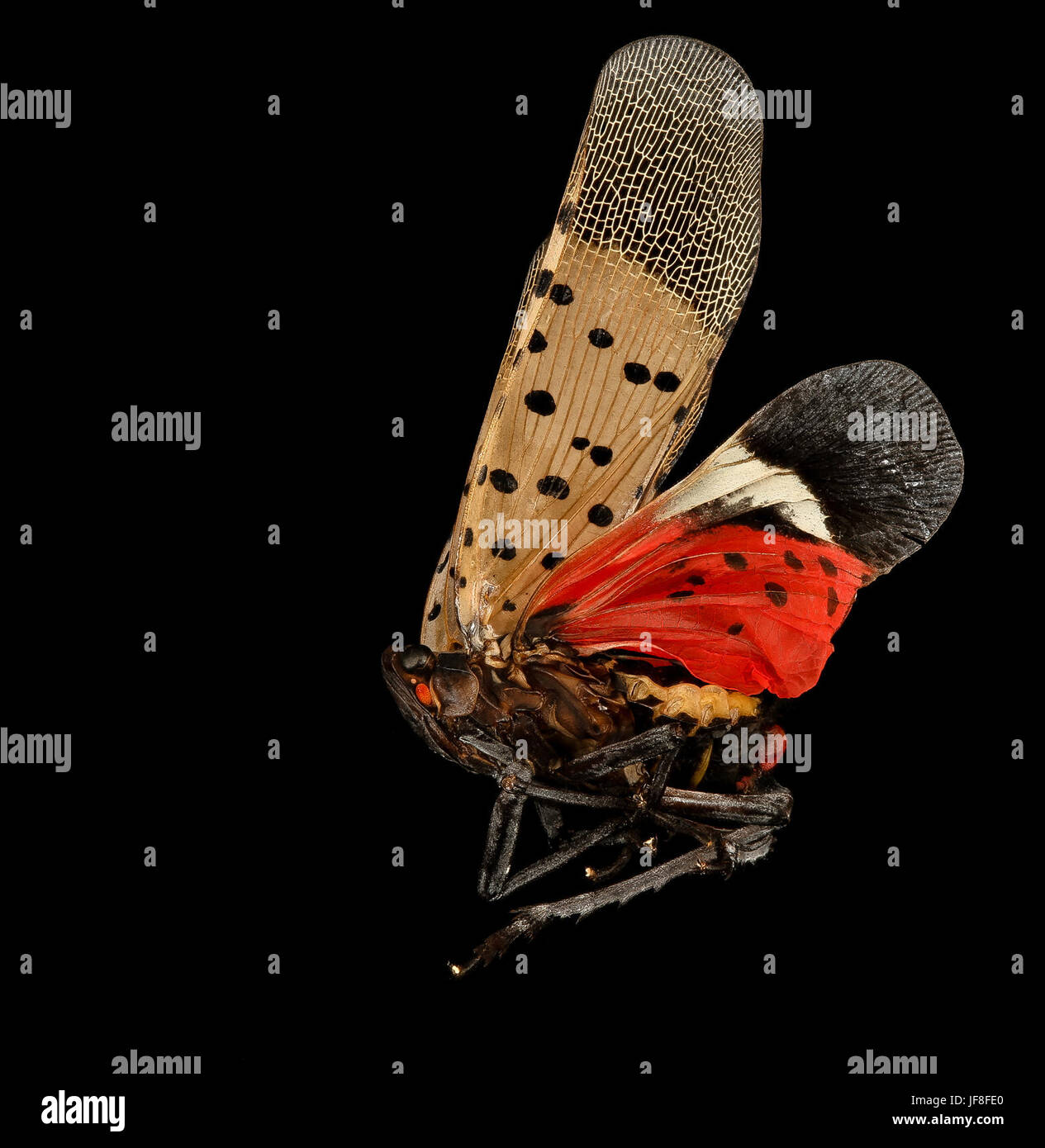 The Spotted Lanternfly (Lycorma delicatula) is an invasive species native to Asia. Captured in Pennsylvania, this insect poses a threat to agriculture by damaging crops such as grapevines. It is often identified by its distinctive appearance with red, black, and white wings. The insect is studied by institutions like the USGS for its impact on ecosystems. Stock Photo