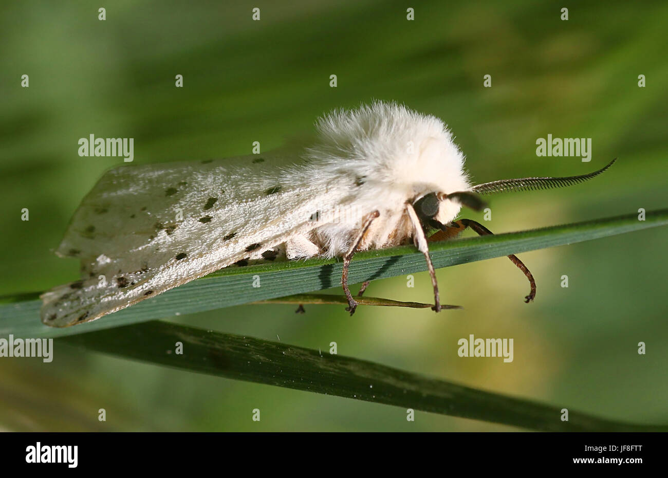 European White ermine moth (Spilosoma lubricipeda) Stock Photo