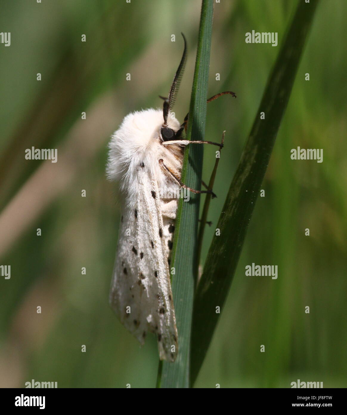 European White ermine moth (Spilosoma lubricipeda) Stock Photo
