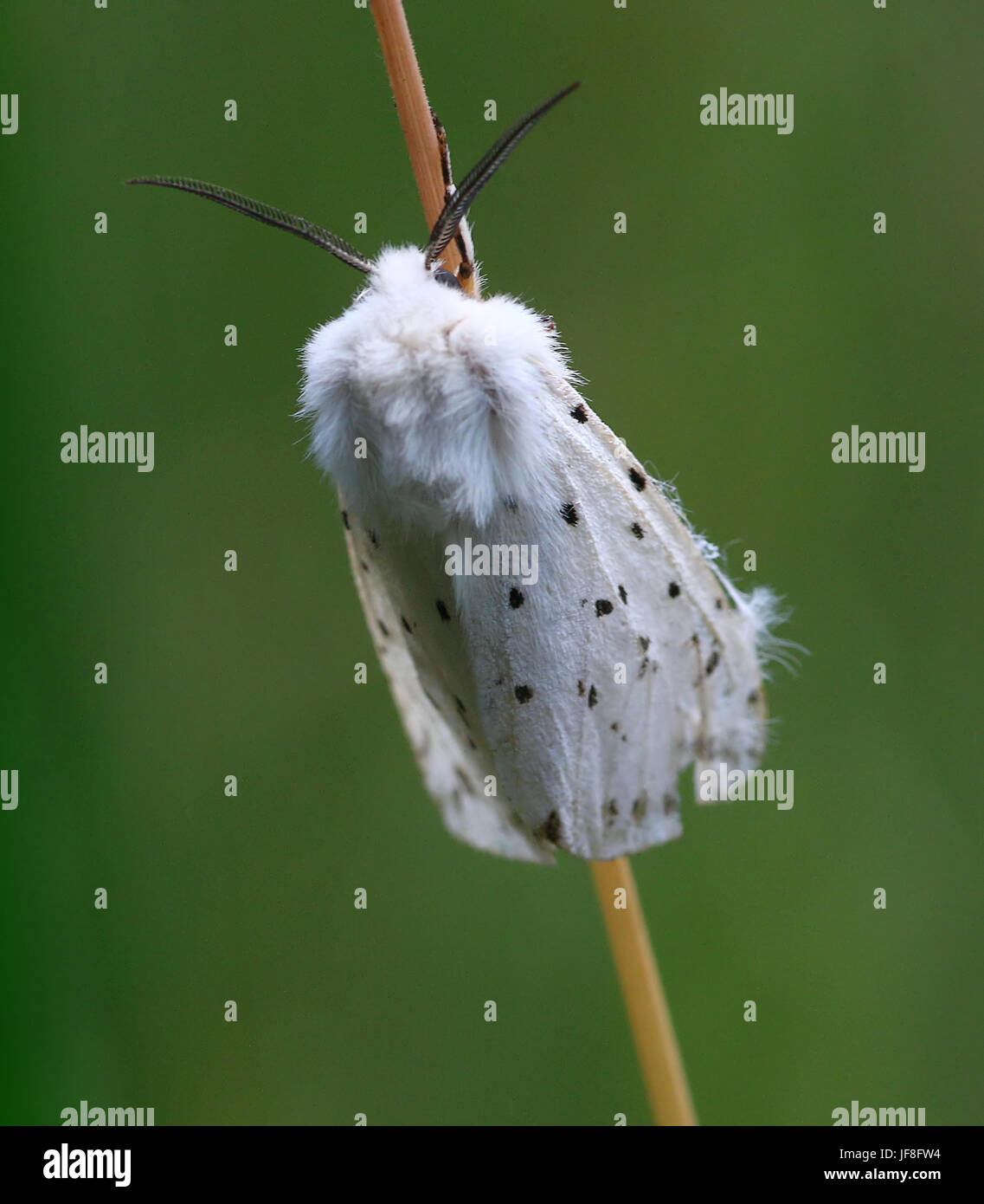 European White ermine moth (Spilosoma lubricipeda) Stock Photo