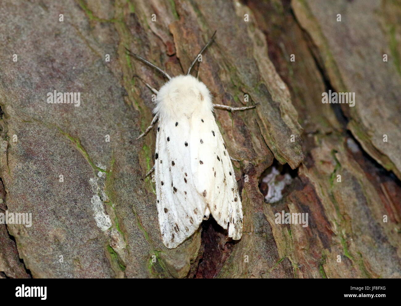 European White ermine moth (Spilosoma lubricipeda) on tree bark. Stock Photo