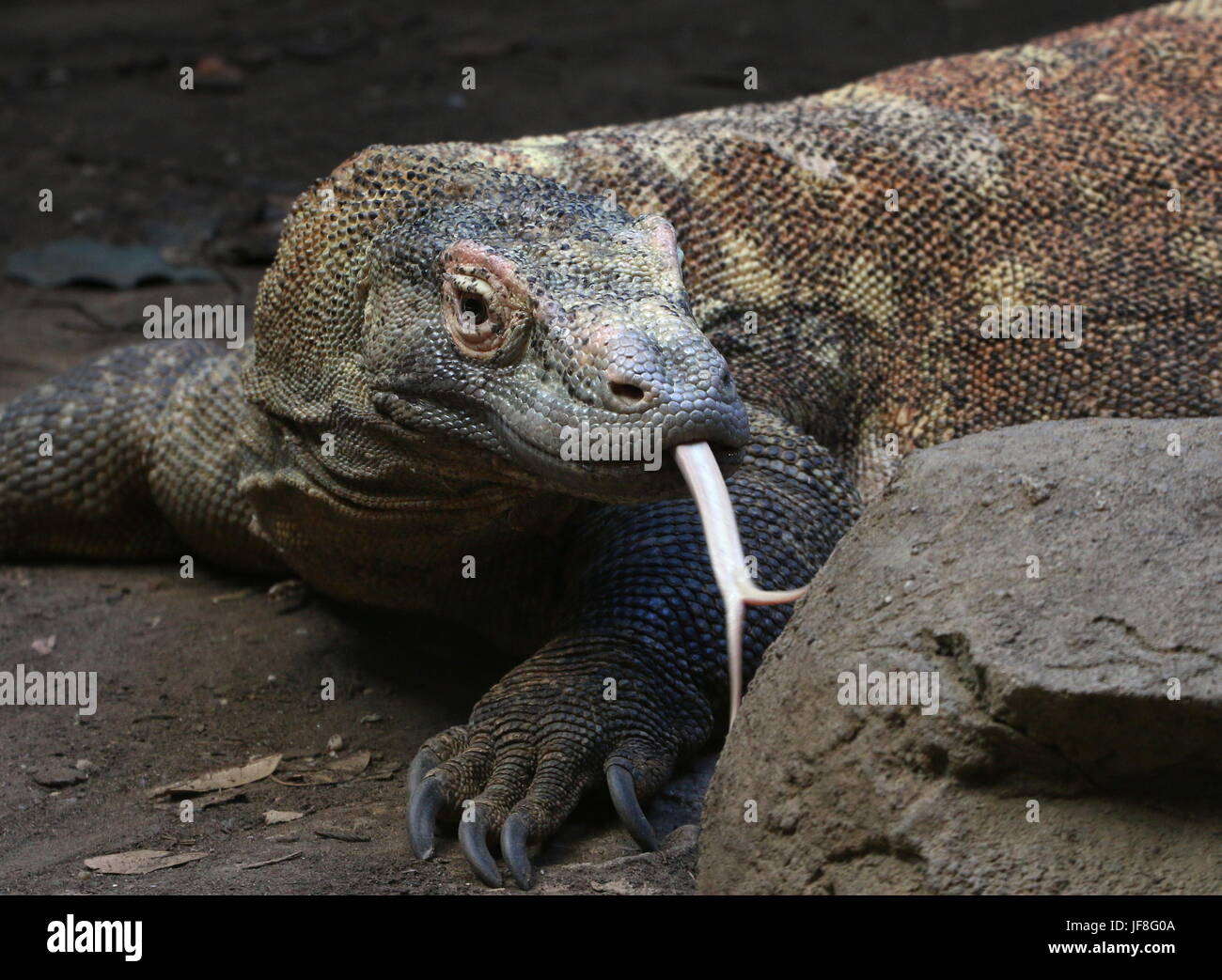 Close-up of the head of an Indonesian Komodo dragon (Varanus komodoensis), forked tongue flicking out, picking up scents in the air. Stock Photo