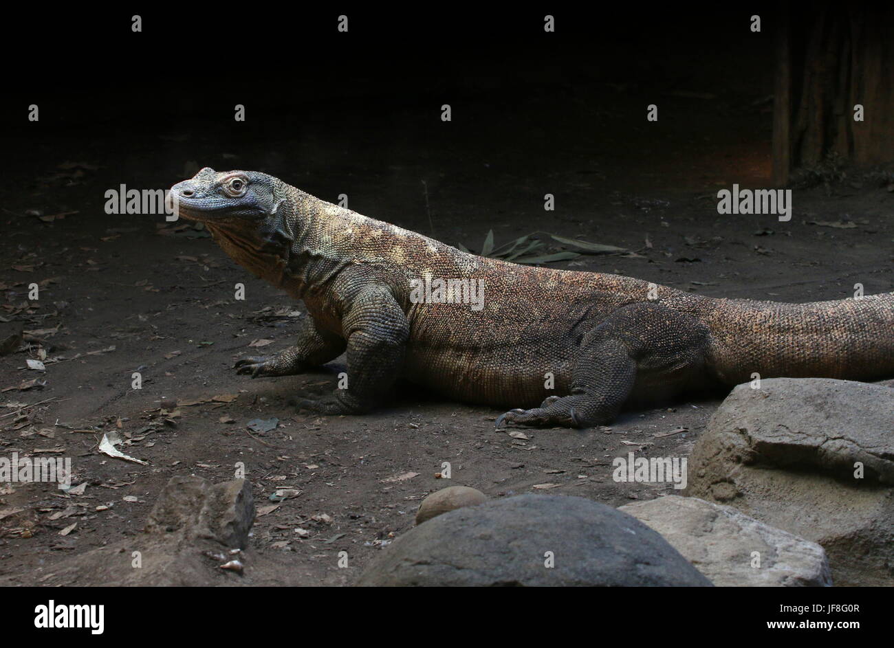 Male Indonesian Komodo dragon (Varanus komodoensis) Stock Photo